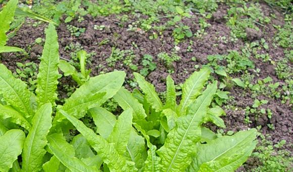 便携式XRF设备在土壤污染检测及修复中的应用