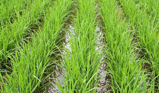 GCMS6800测定水中的6种有机磷残留